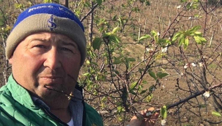 Manisa’da Kayısı ağacı çiçek açtı | Çiftçi endişeli