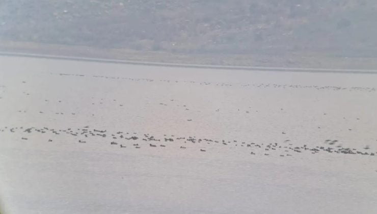 Manisa’da kış ortası su kuşu sayımı | Sulak alanlarda sayım başladı