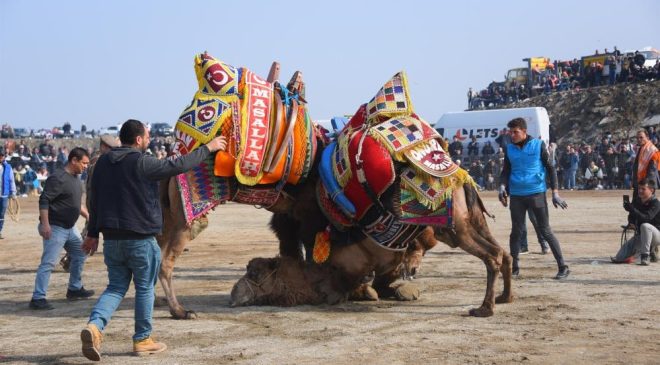 Salihli’de develer güreşecek | Salihli 10. Geleneksel Deve Güreşi Festivali’ne hazır