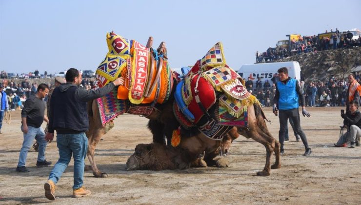 Salihli’de develer güreşecek | Salihli 10. Geleneksel Deve Güreşi Festivali’ne hazır
