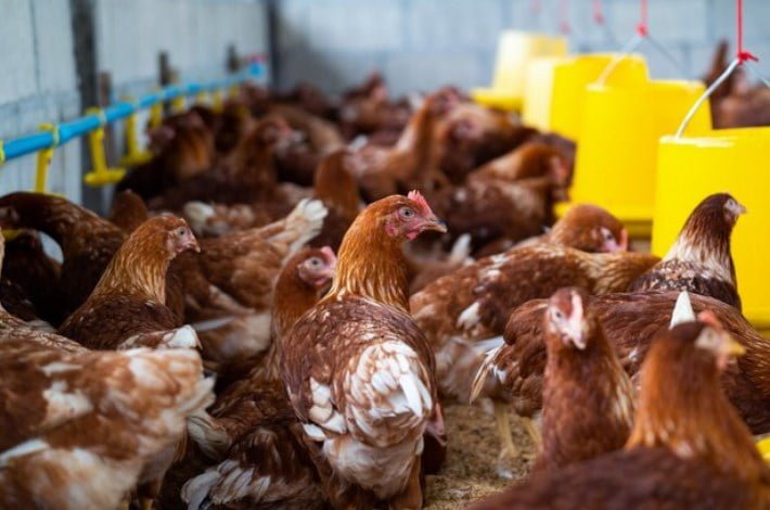 Tavuk Çiftliği Kurma Maliyeti