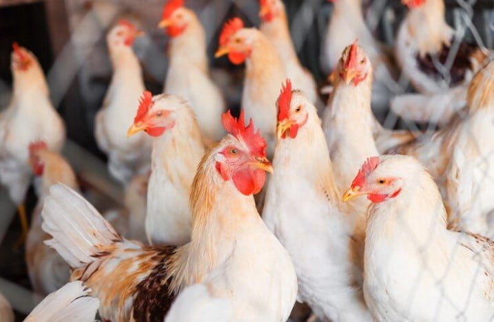 Tavuk Çiftlikleri Ne Kadar Kazandırır?
