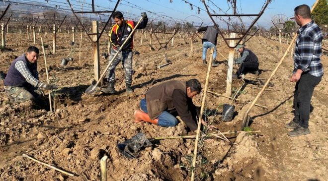Alaşehir’de üretici zeytine yöneldi |Çiftçi, üzümleri söküp yerine zeytin dikiliyor