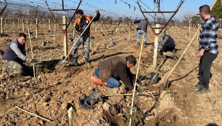 Alaşehir’de üretici zeytine yöneldi |Çiftçi, üzümleri söküp yerine zeytin dikiliyor