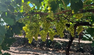 Manisa’da üzüm çeşidi için hasat ve ihraç tarihleri belirlendi |11 Temmuz’da başlayacak