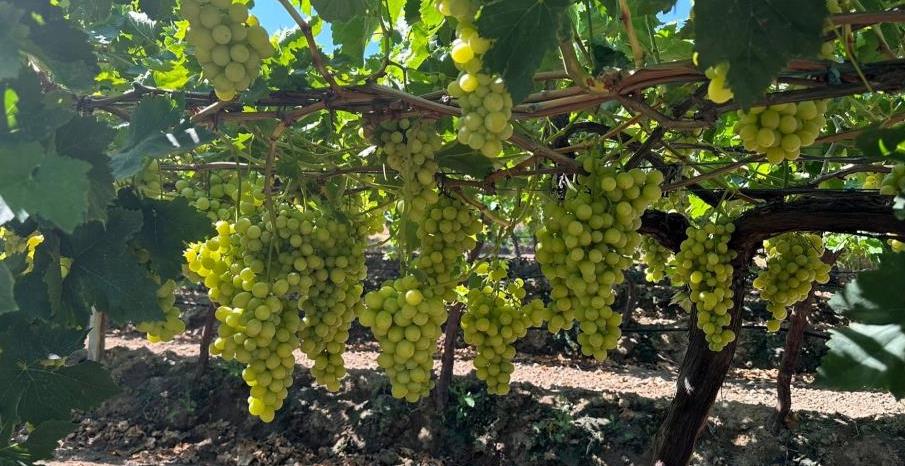 Manisa’da üzüm çeşidi için hasat ve ihraç tarihleri belirlendi |11 Temmuz’da başlayacak